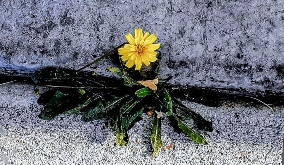 This picture was taken on a sidewalk. Life finds a way!